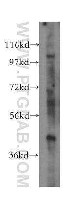 LDB1 Antibody in Western Blot (WB)