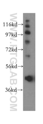 LDB1 Antibody in Western Blot (WB)