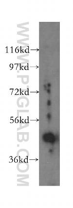 LDB1 Antibody in Western Blot (WB)