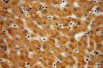 UGT2B7 Antibody in Immunohistochemistry (Paraffin) (IHC (P))