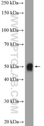 UGT2B7 Antibody in Western Blot (WB)