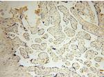 PPA2 Antibody in Immunohistochemistry (Paraffin) (IHC (P))