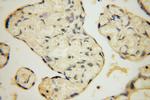 PPA2 Antibody in Immunohistochemistry (Paraffin) (IHC (P))