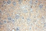 GTDC1 Antibody in Immunohistochemistry (Paraffin) (IHC (P))