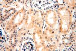 GTDC1 Antibody in Immunohistochemistry (Paraffin) (IHC (P))