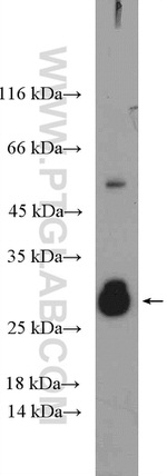 CD40L/CD154 Antibody in Western Blot (WB)