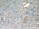 HPSE Antibody in Immunohistochemistry (Paraffin) (IHC (P))