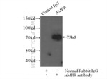 AMFR Antibody in Immunoprecipitation (IP)