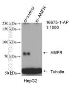 AMFR Antibody in Western Blot (WB)