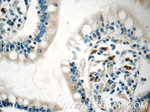 CD244 Antibody in Immunohistochemistry (Paraffin) (IHC (P))