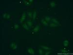 POLR1D Antibody in Immunocytochemistry (ICC/IF)