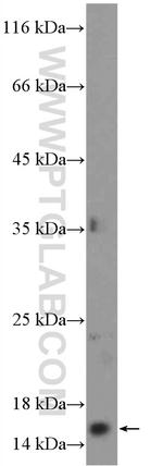 POLR1D Antibody in Western Blot (WB)