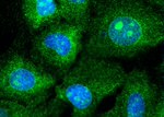 RPS14 Antibody in Immunocytochemistry (ICC/IF)