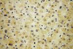 RPS14 Antibody in Immunohistochemistry (Paraffin) (IHC (P))