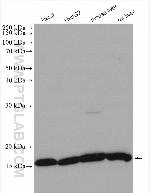 RPS14 Antibody in Western Blot (WB)