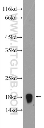 RPS14 Antibody in Western Blot (WB)