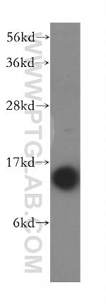 RPS14 Antibody in Western Blot (WB)