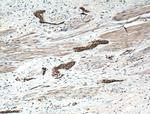 CRK Antibody in Immunohistochemistry (Paraffin) (IHC (P))