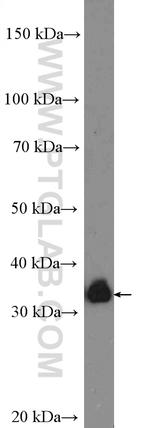 CRK Antibody in Western Blot (WB)