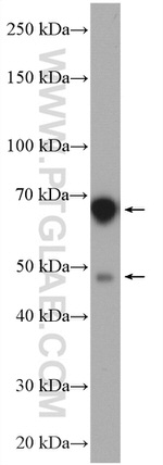 ATL2 Antibody in Western Blot (WB)