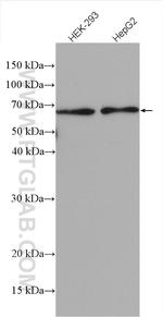 ATL2 Antibody in Western Blot (WB)