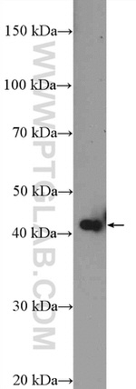 MTRF1L Antibody in Western Blot (WB)