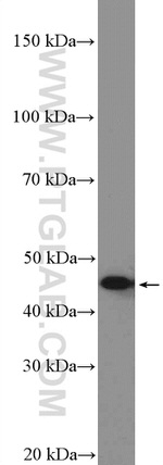 MTRF1L Antibody in Western Blot (WB)