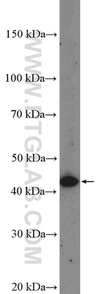 MTRF1L Antibody in Western Blot (WB)