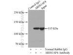 ARHGAP4 Antibody in Immunoprecipitation (IP)