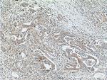 Glypican 1 Antibody in Immunohistochemistry (Paraffin) (IHC (P))