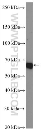 Glypican 1 Antibody in Western Blot (WB)