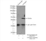 CYP20A1 Antibody in Immunoprecipitation (IP)