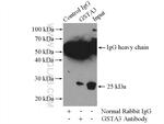 GSTA3 Antibody in Immunoprecipitation (IP)