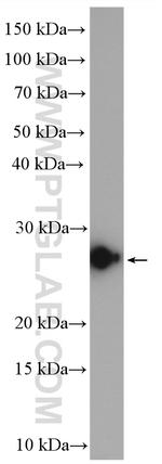 GSTA3 Antibody in Western Blot (WB)