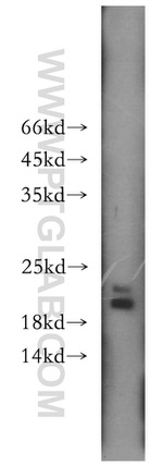 MTH1 Antibody in Western Blot (WB)