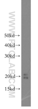 MTH1 Antibody in Western Blot (WB)