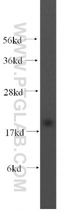 MTH1 Antibody in Western Blot (WB)