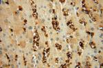 HBQ1 Antibody in Immunohistochemistry (Paraffin) (IHC (P))