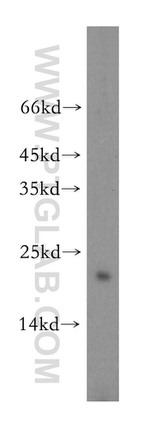 ARPC5 Antibody in Western Blot (WB)