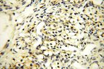 NDUFB11 Antibody in Immunohistochemistry (Paraffin) (IHC (P))