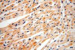 NDUFB11 Antibody in Immunohistochemistry (Paraffin) (IHC (P))