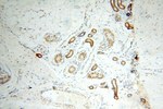 NDUFB11 Antibody in Immunohistochemistry (Paraffin) (IHC (P))