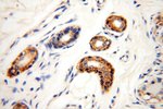 NDUFB11 Antibody in Immunohistochemistry (Paraffin) (IHC (P))