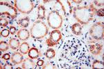 NDUFB11 Antibody in Immunohistochemistry (Paraffin) (IHC (P))