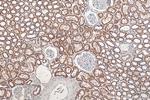 NDUFB11 Antibody in Immunohistochemistry (Paraffin) (IHC (P))