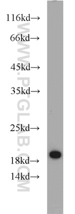 NDUFB11 Antibody in Western Blot (WB)