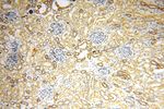 ANTXR2 Antibody in Immunohistochemistry (Paraffin) (IHC (P))