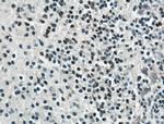 SOX15 Antibody in Immunohistochemistry (Paraffin) (IHC (P))