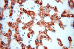 GCSH Antibody in Immunohistochemistry (Paraffin) (IHC (P))