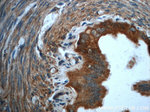 GCSH Antibody in Immunohistochemistry (Paraffin) (IHC (P))